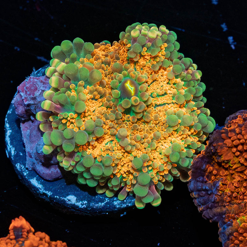 Midas Touch Yuma Mushroom