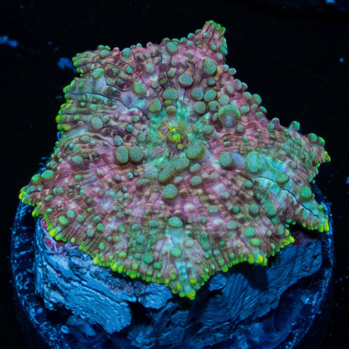 Pink Confetti Mushroom 