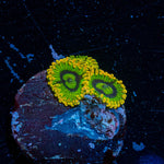 Rainbow Yoda Zoanthid 