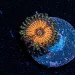 Fruit Ninja Zoanthid
