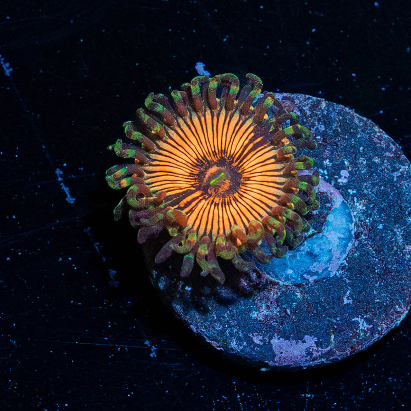 Fruit Ninja Zoanthid