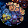 Zoanthid Combo PLug 