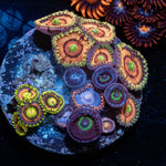 Zoanthid Combo PLug 