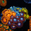 Zoanthid Combo PLug 