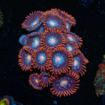 Stitches Zoanthid 