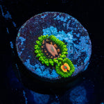 Pink Plasma zoanthid 