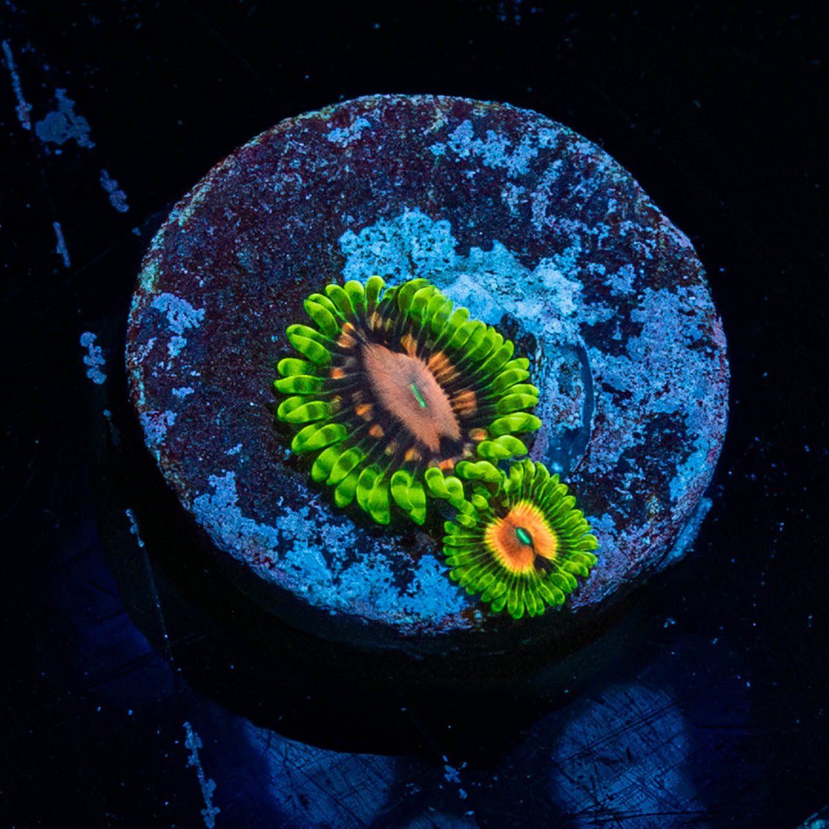 Pink Plasma zoanthid 