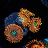 Magician Zoanthid 