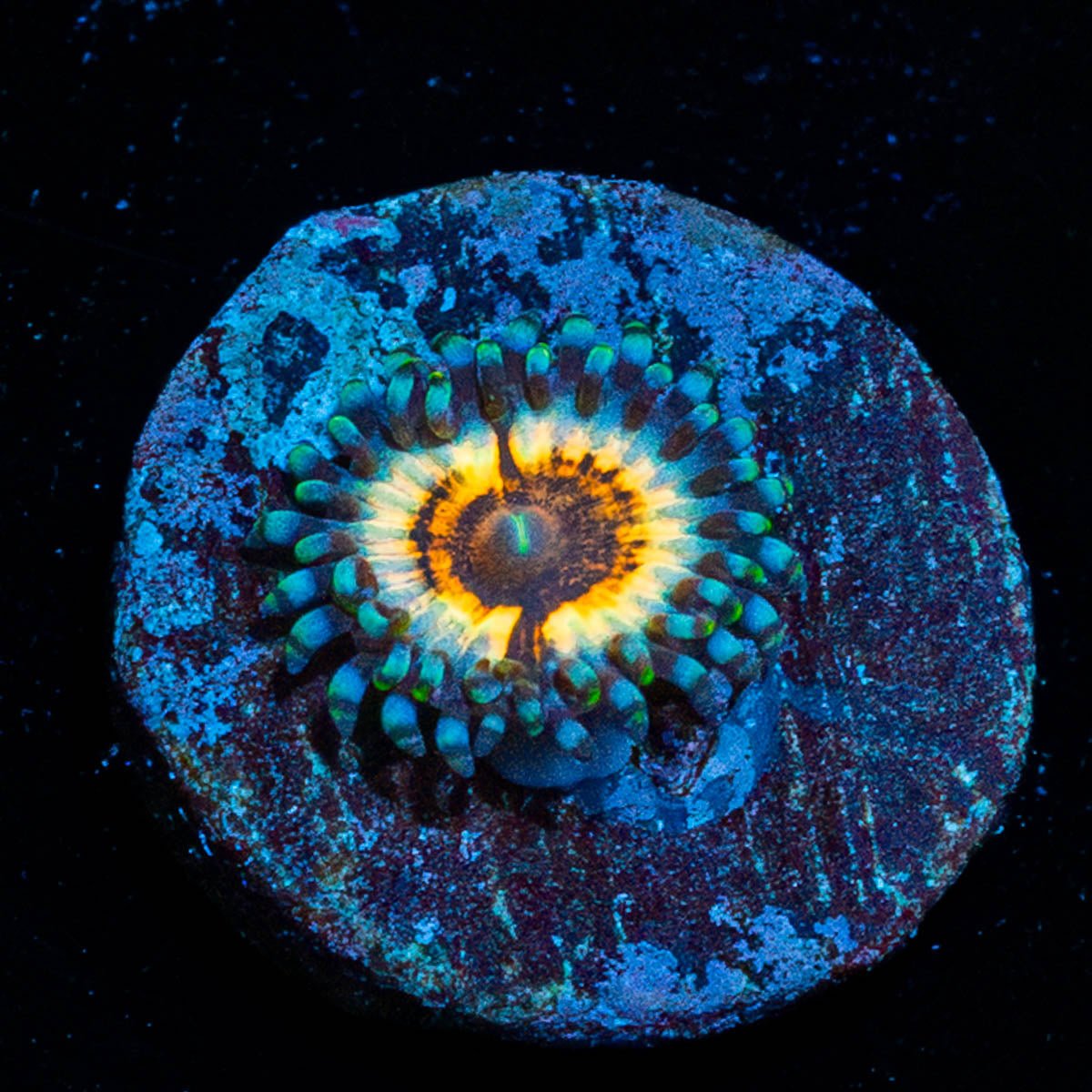 Sonic Flair Zoanthid 