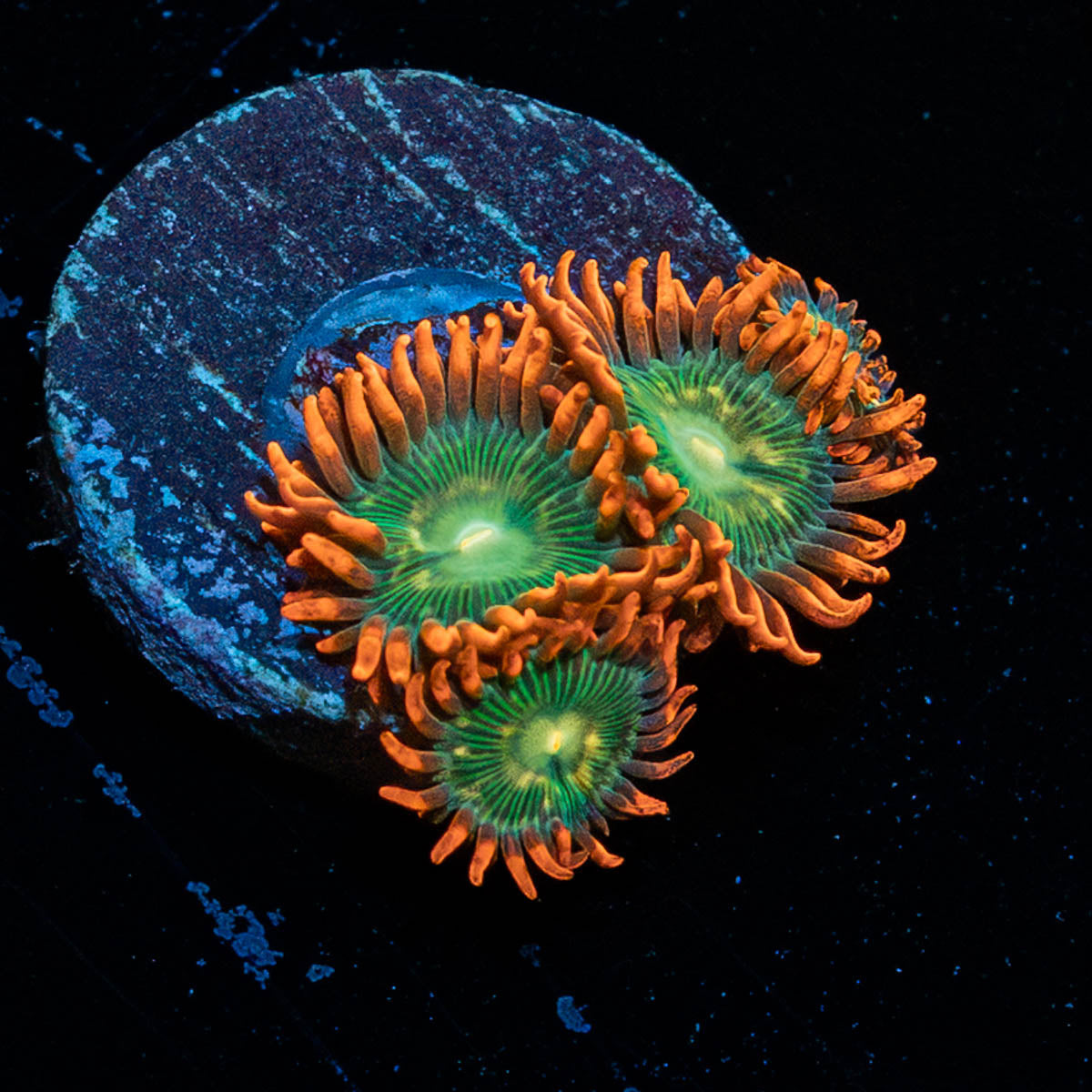 BlueBerry Yum yum Zoanthids 