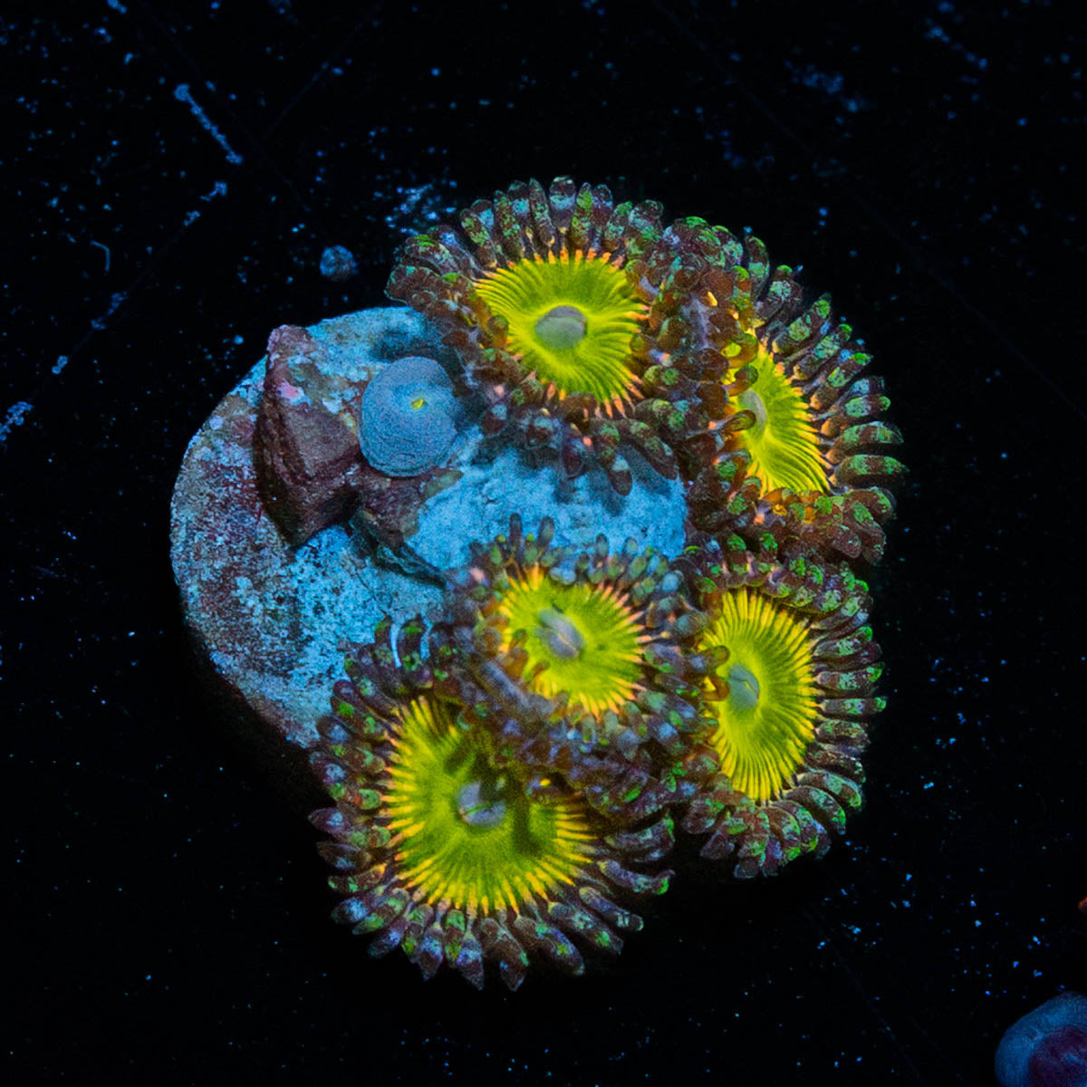 tinker Bells Zoanthid 