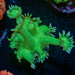 Bubble Toes Goniopora - riptide aquaculture llc