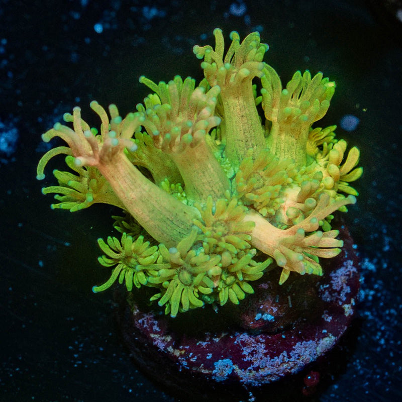 tweety bird Goniopora