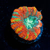 Sour Patch Asian Acan - riptide aquaculture llc