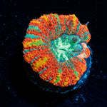 Sour Patch Asian Acan - riptide aquaculture llc