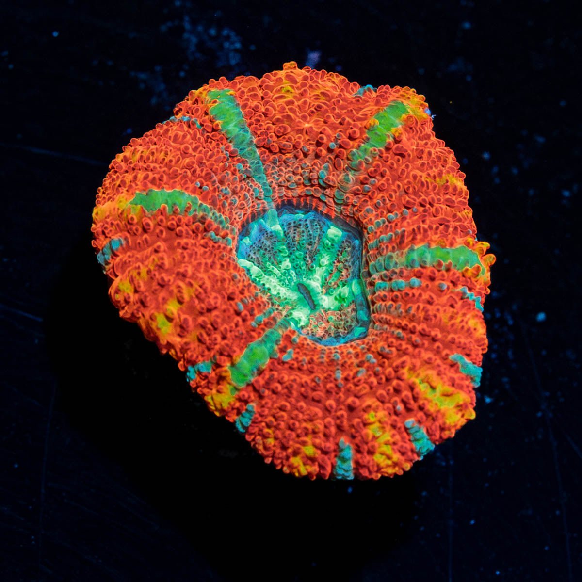 Sour Patch Asian Acan - riptide aquaculture llc