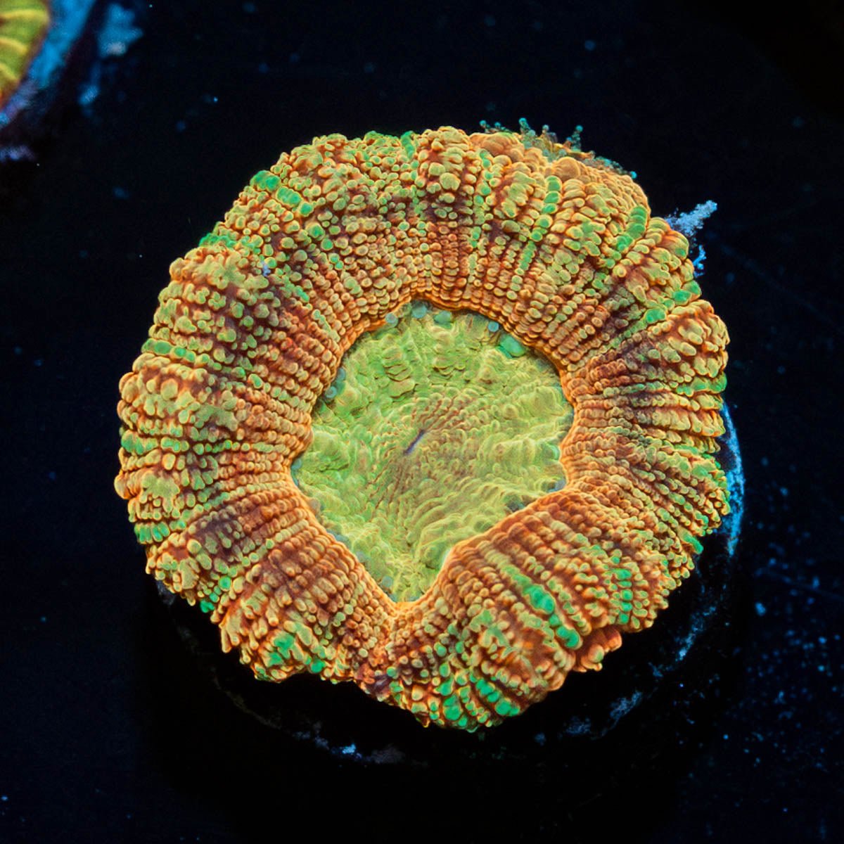 Acan Micromussa 