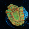 Acan Micromussa 