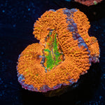 Classic Rainbow Acan - riptide aquaculture llc