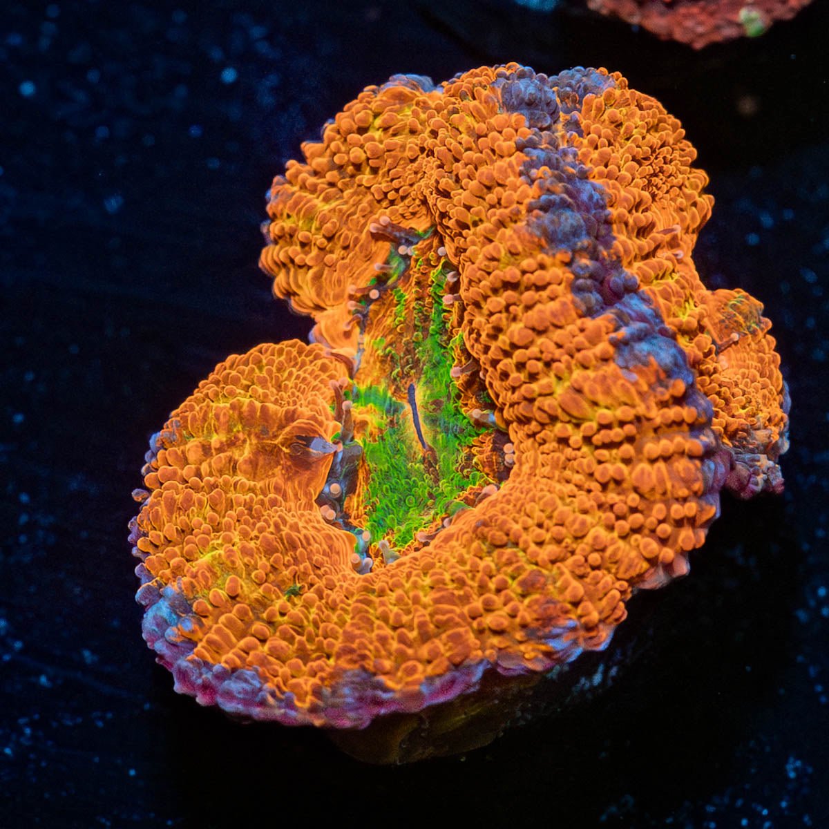 Classic Rainbow Acan - riptide aquaculture llc