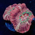 ARC Firework Clove Polyps 