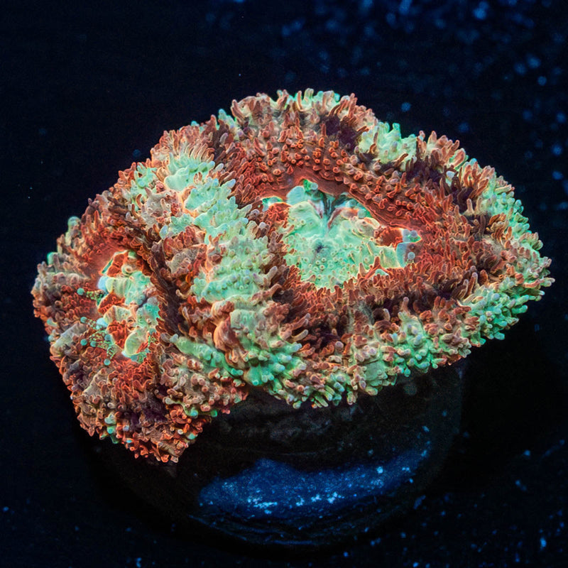 Red Panda Asian Acan