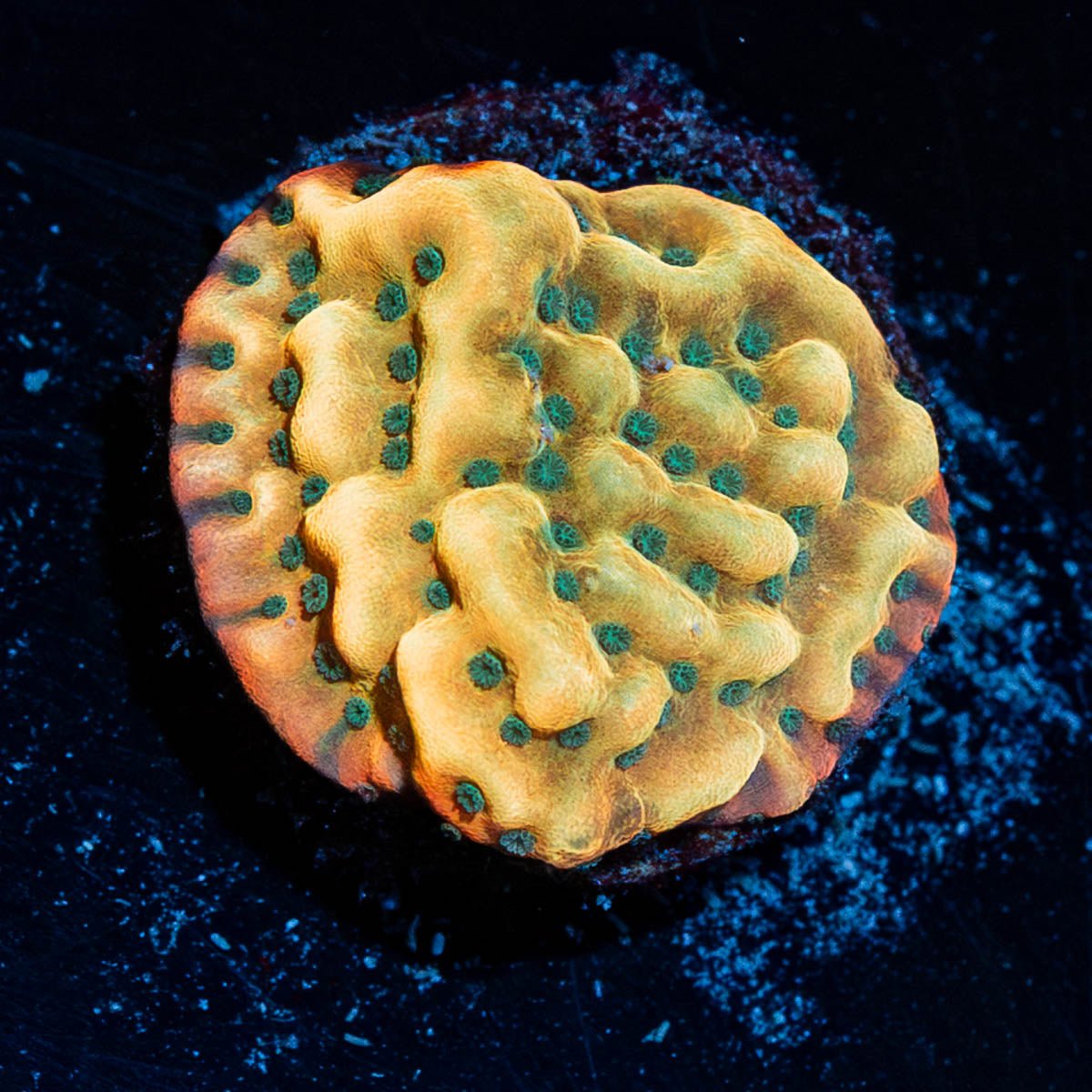 Kung POW Montipora - riptide aquaculture llc