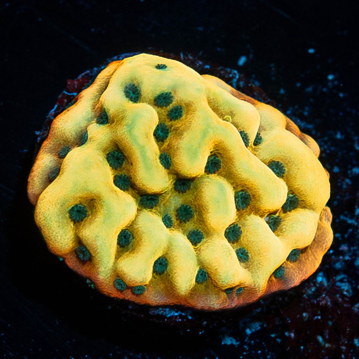 Acan Micromussa 