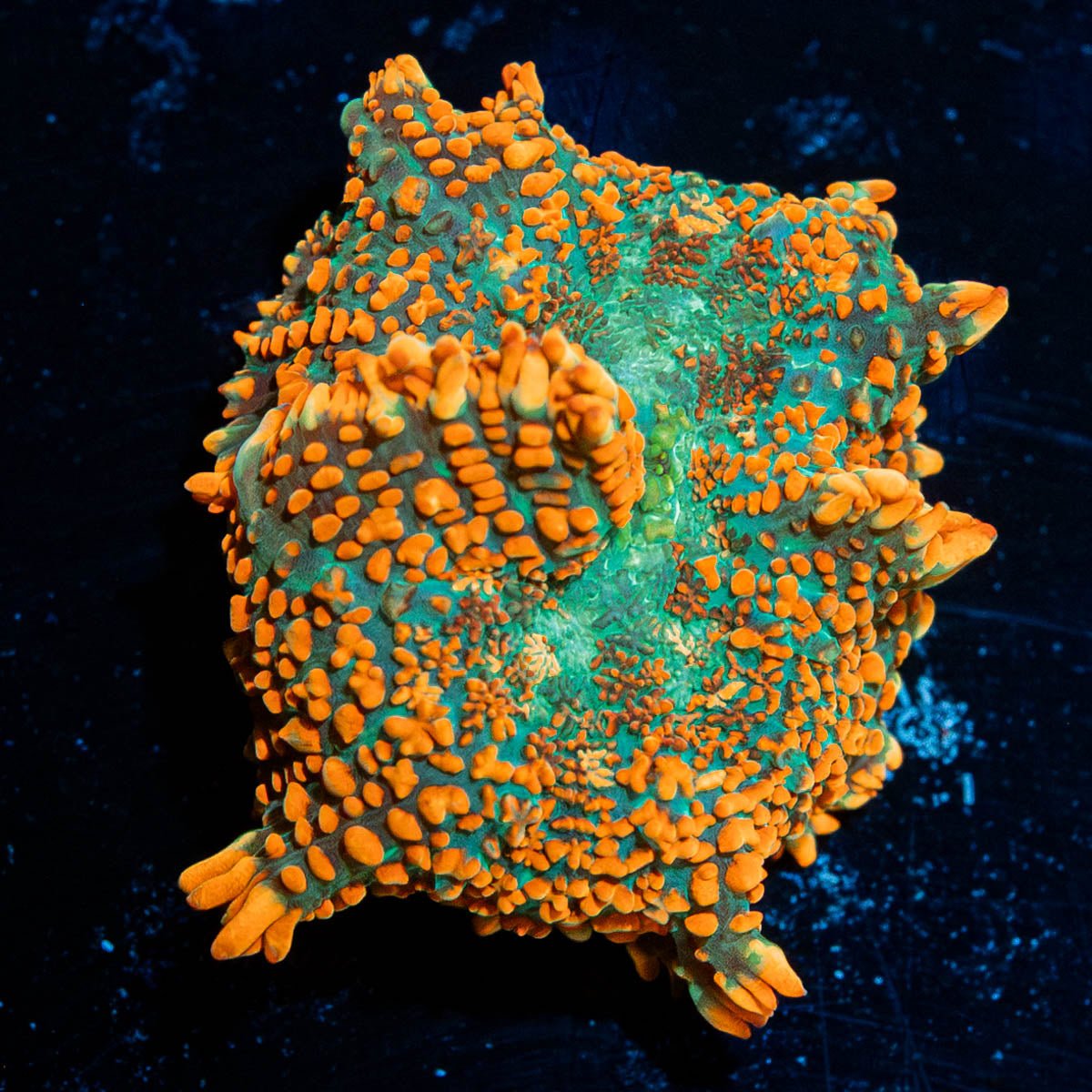 Kings Rhodactis Mushroom - riptide aquaculture llc