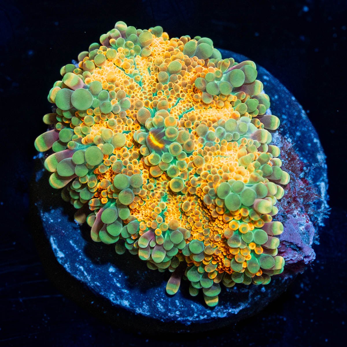 King Midas Yuma Mushroom - riptide aquaculture llc