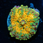 King Midas Yuma Mushroom - riptide aquaculture llc