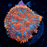 Raunchy Rhodactis Mushroom - riptide aquaculture llc