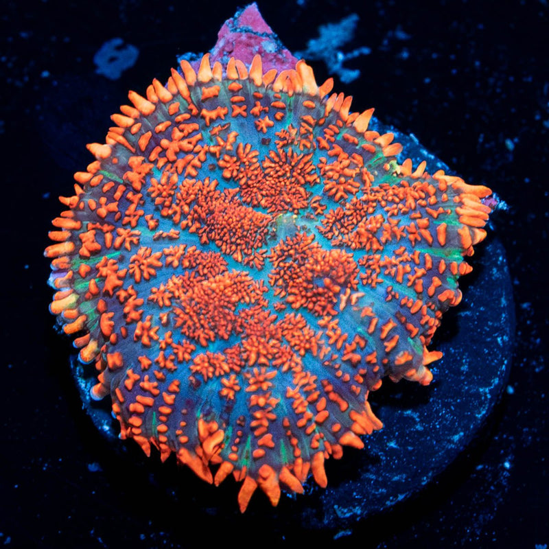 Raunchy Rhodactis Mushroom