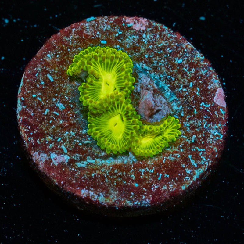 Emerald Murals Zoanthid