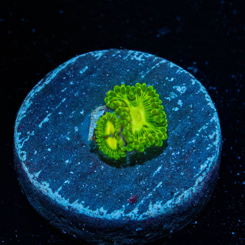 Emerald Murals Zoanthid