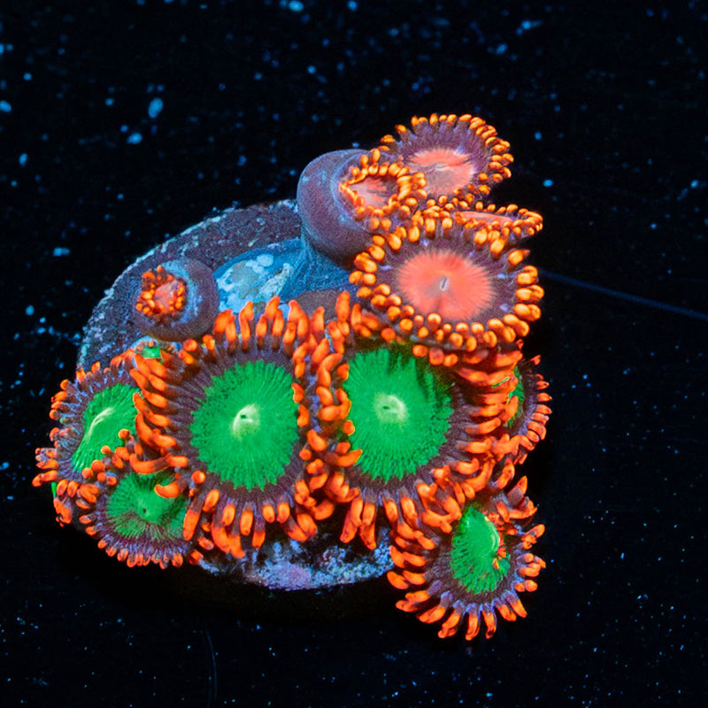 Zoanthid Combo