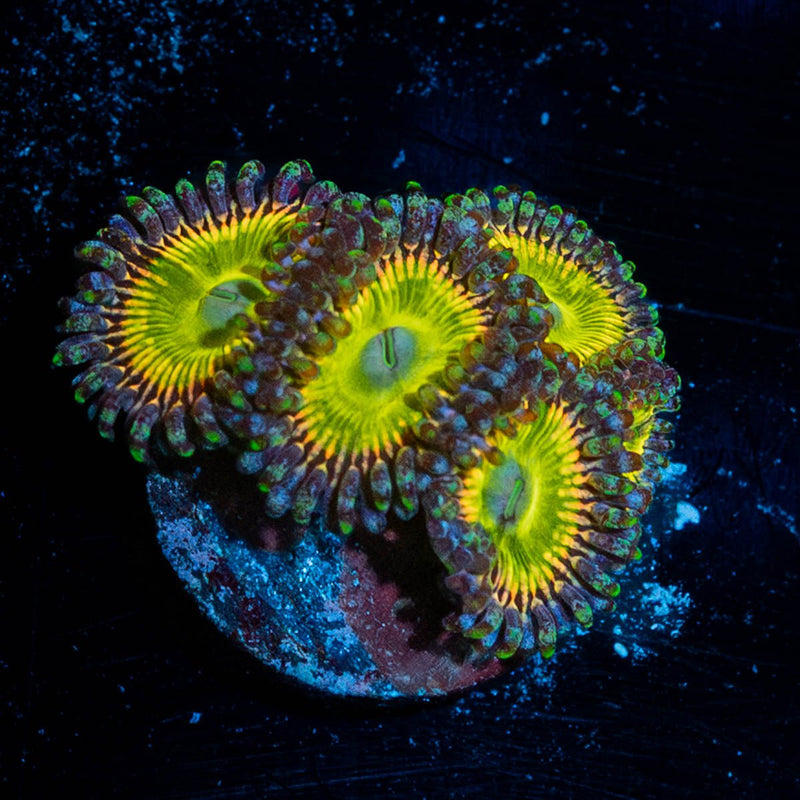 Tinker Bells Zoanthid