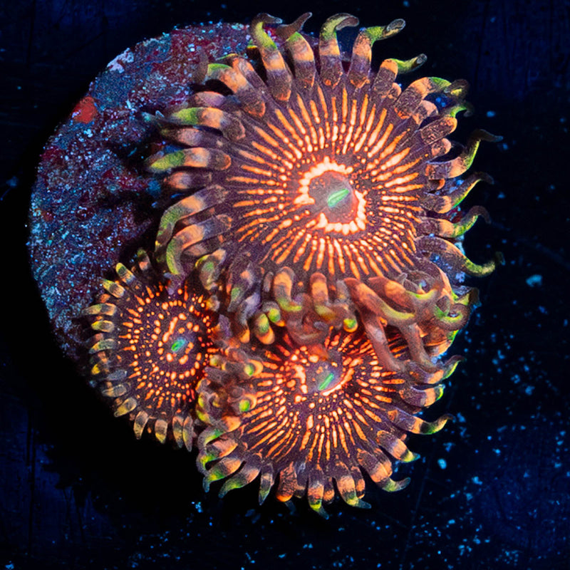 Aztec Warrior Zoanthid