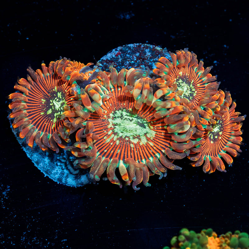 Dark Magicians Zoanthid