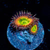 Peach Tea Zoanthid - riptide aquaculture llc