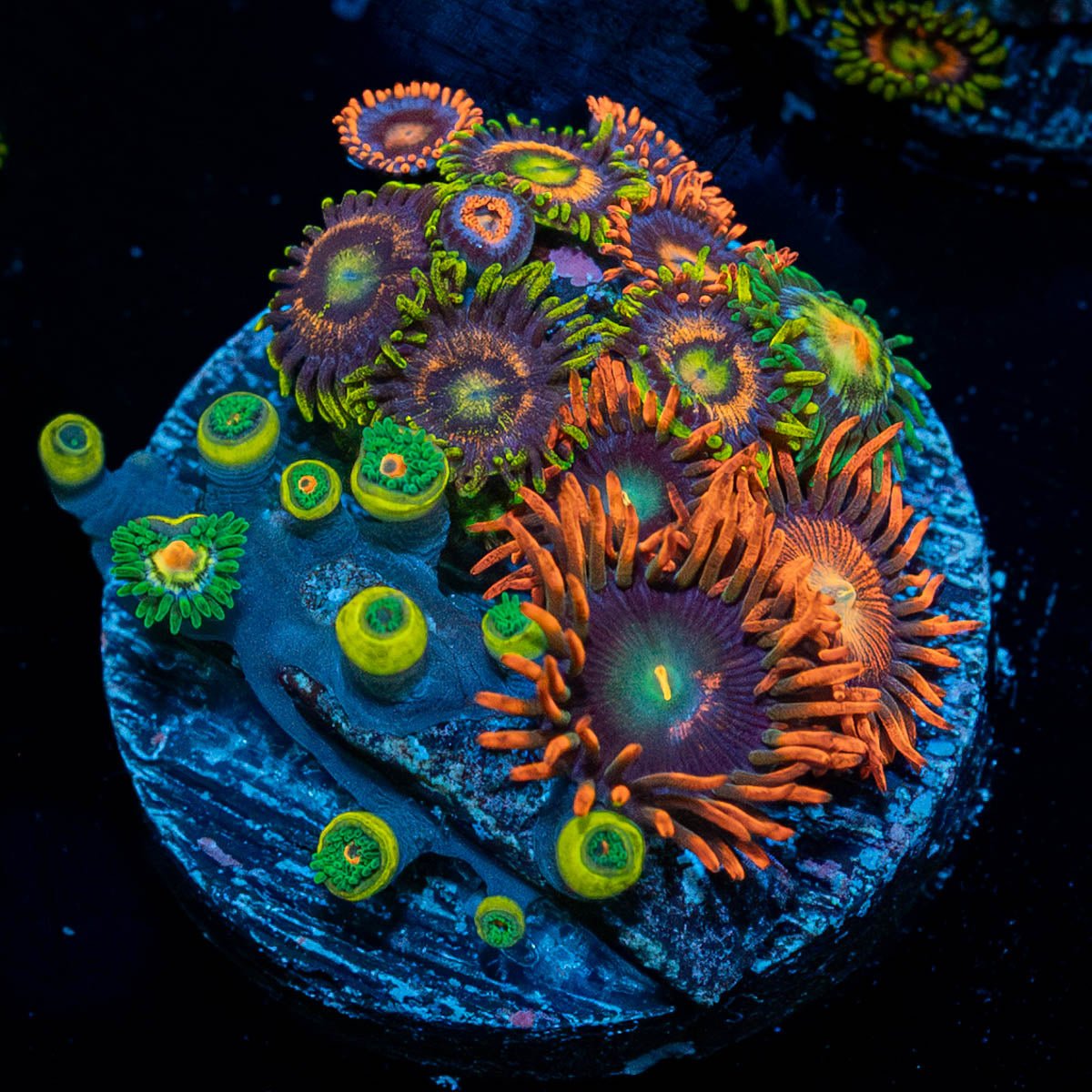 Zoanthid Combo Plug - riptide aquaculture llc
