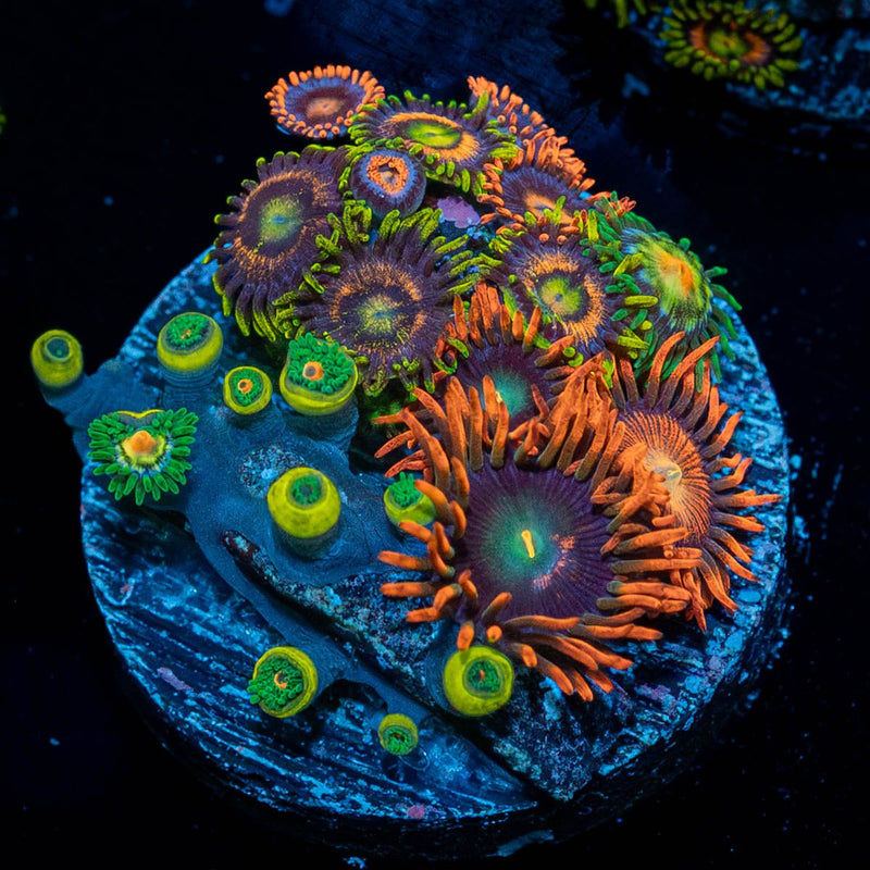Zoanthid Combo Plug
