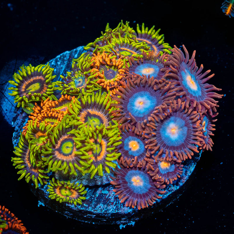 Zoanthid Combo Plug