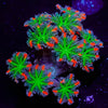 ARC Firework Clove Polyps 