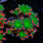 ARC Firework Cloves Polyps - riptide aquaculture llc