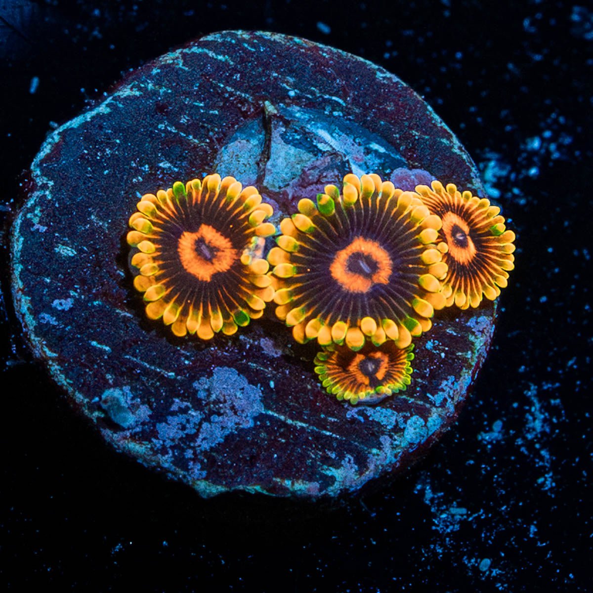 Jedi Mind Tricks Zoanthid - riptide aquaculture llc
