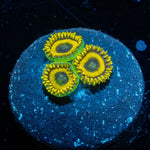 ARC Firework Clove Polyps 