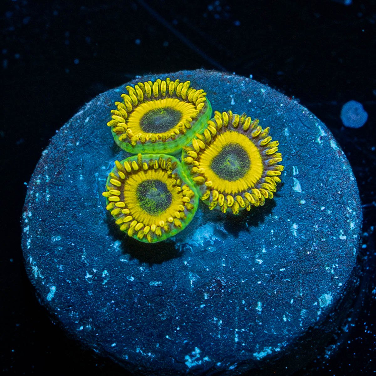 ARC Firework Clove Polyps 