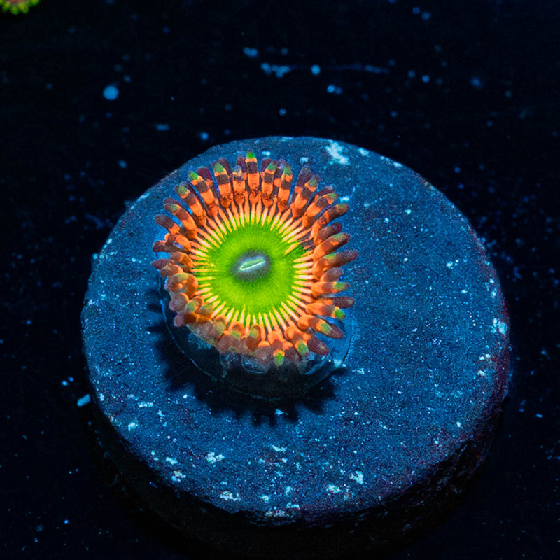 Bowser Zoanthid