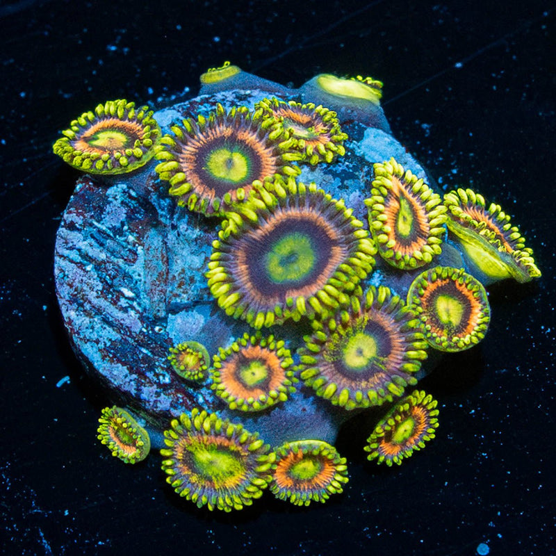 Kamikaze Zoanthid